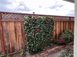 Bush Trimming by Melisa Simanjuntak for Ana C. in Hayward, CA