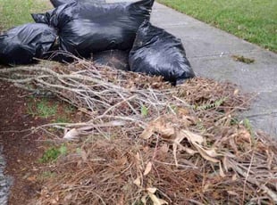 Leaf Removal by Shawn Deal for Nicole P. in Tampa, FL