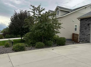 Bush Trimming by Katherine Lopez Saavedra for Teresa H. in Aurora, CO