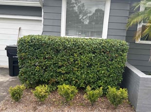 Bush Trimming by Vinnie Vazquez for Dustin S. in Orlando, FL