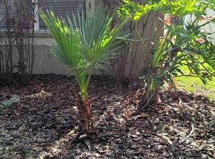 Bush Trimming by Jennifer Butler for Rhonda S. in Seffner, FL