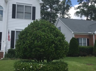 Bush Trimming by Tray Taylor for Heather J. in Raleigh, NC