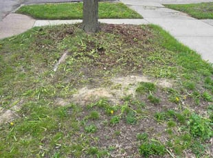 Weeding by Mary Esparza for David S. in Detroit, MI