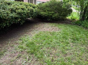 Leaf Removal by Roberto Rojas for Steve V. in Milwaukee, WI