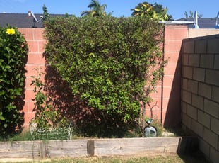 Bush Trimming by Carlos Romero for Jim M. in Anaheim, CA
