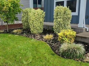 Bush Trimming by Javier Ramirez for Sean B. in Woodburn, OR