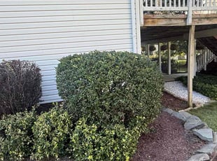Chris H.'s Bush Trimming service result