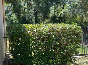 Bush Trimming by Ramon Taguja for Sonu J. in Lithia, FL