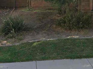 Leaf Removal by Joel Eliu Hernandez for Chenshiang L. in Queen Creek, AZ