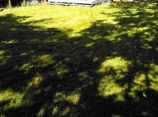 Jewel D.'s Lawn Care service result