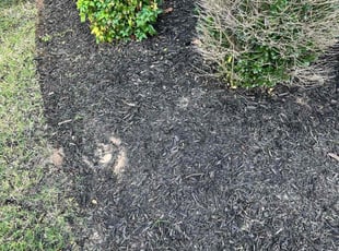 Weeding by Roderick Vaughn for Maddie M. in Nashville, TN
