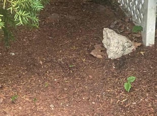 Leaf Removal by Anthony Marchand for Laura C. in Melrose, MA