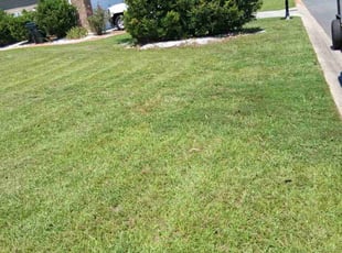 Kelvin G.'s Bush Trimming service result