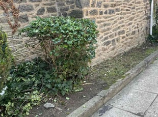 Bush Trimming by Darren Burch for Gregory M. in Philadelphia, PA