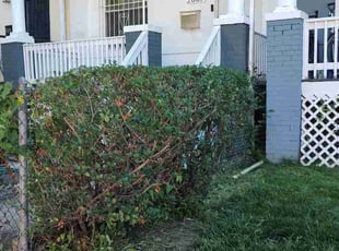 Bush Trimming by Allan Roberts for Josh J. in Washington, DC