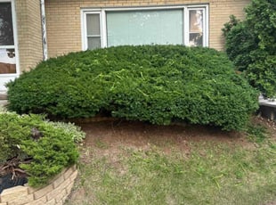 Bush Trimming by Xavier Thomas for Archie D. in Milwaukee, WI
