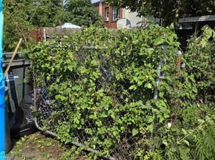 Bush Trimming by Jose Paz for Ayinde M. in Washington, DC