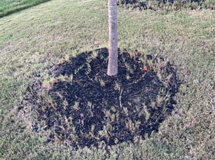 Sam B.'s Bush Trimming service result