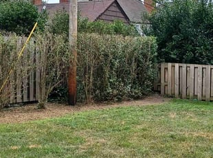 Cleanups by Darnell Stribling for Ally Q. in Shaker Heights, OH