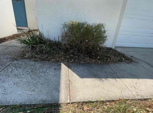 Bush Trimming by Carlos Soriano for Polly M. in Eustis, FL