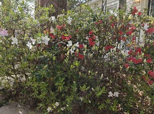Leaf Removal by Brandon Knight for Forrest D. in Mobile, AL