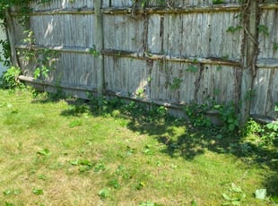 Bush Trimming by Percy Esteban Perez for Maraky Z. in Brockton, MA