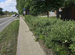 Bush Trimming by Natatia Frame for Ellie S. in Bloomington, MN