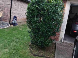 Bush Trimming by Bradley Wilson for Travis S. in Cleburne, TX