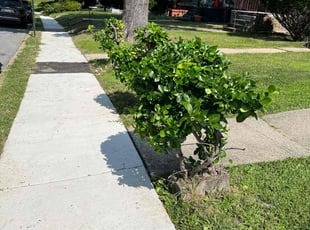 Bush Trimming by Dimas Lopez for Roberta C. in Baltimore, MD