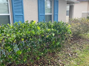 Bush Trimming by Ryan Jablonowski for Cortney P. in Orlando, FL