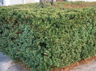 Bush Trimming by Hendri H for Elisabeth . in Columbus, OH