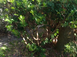 Bush Trimming by Miguel Brenes for Juanita T. in Melbourne, FL