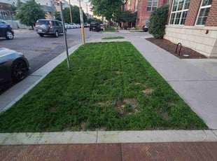 Bush Trimming by Josh Clark for Tracy C. in Denver, CO