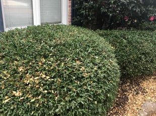 Bush Trimming by Jerry Tew for Wesley C. in Alpharetta, GA