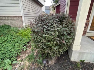 Bush Trimming by Fernando Sedano for Akela A. in Aurora, CO