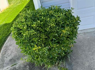 Bush Trimming by Cartouche Legrande Jr for Deanna R. in Clemmons, NC