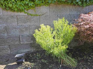 John G.'s Bush Trimming service result