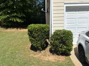 Bush Trimming by Howard Collier for Yvonne L. in McDonough, GA
