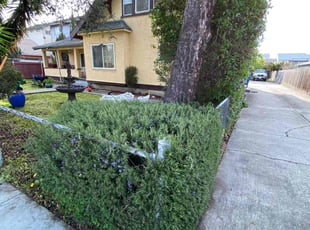 Bush Trimming by Maria Almendra for Dwight D. in Hayward, CA