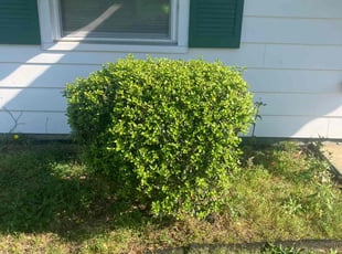 Bush Trimming by Joel Walton for Glenn G. in Norfolk, VA