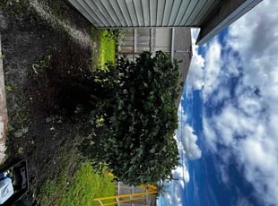 Bush Trimming by Daniel Dorney for Kim S. in Port St. Lucie, FL