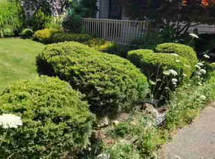 Bush Trimming by Tyler Stewart for Ginny P. in Lyndhurst, OH