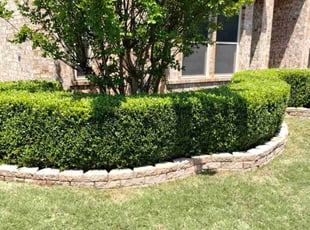 Bush Trimming by Bradley Wilson for Theresa S. in Burleson, TX
