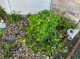 Bush Trimming by John Andrews for Lizabeth H. in Nashville, TN