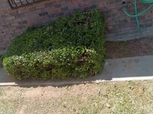 Bush Trimming by Angel Sandoval for Alicia R. in El Paso, TX