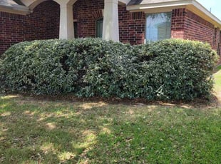 Bush Trimming by Gladis Carcamo for Towana S. in Richmond, TX