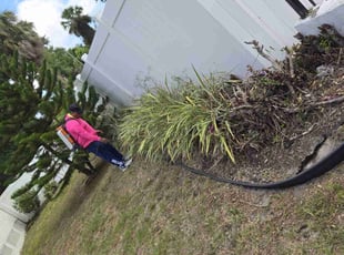 Bush Trimming by Elvis Pintado for Michele W. in Tampa, FL