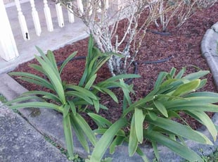 Weeding by Allen Roberto $ for Marlene S. in Violet, LA