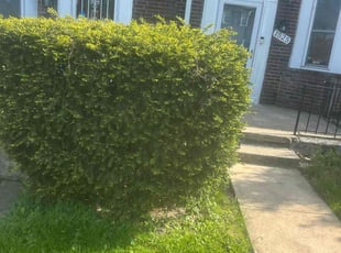 Bush Trimming by Joseph Smith for Ibraheem E. in Baltimore, MD