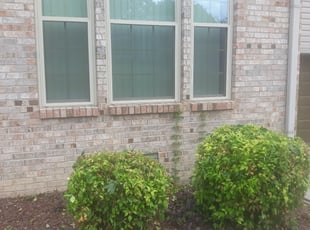 Bush Trimming by William King for Michelle M. in Nashville, TN